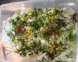 カブの甘酢漬け(千枚漬け)作り方5写真