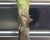 圧力鍋で簡単♪ふわとろ豚耳♪お弁当にも♪作り方3写真