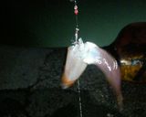 ヒイカのお手軽沖漬け作り方1写真