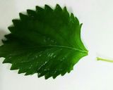 オクラの梅シソ豚肉巻き作り方4写真