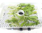 食品野菜乾燥機で干し小松菜作り方3写真
