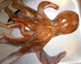 愛知の魚100選 タコの柔らか下処理作り方1写真
