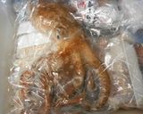 愛知の魚100選 タコの柔らか下処理作り方2写真