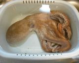 愛知の魚100選 タコの柔らか下処理作り方3写真