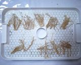 家庭用食品乾燥機で作る干しえのき作り方3写真