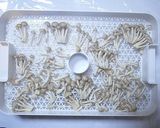 家庭用食品乾燥機で作る干しぶなしめじ作り方2写真