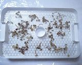 家庭用食品乾燥機で作る干しぶなしめじ作り方3写真