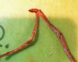 ロブスターの☆ココットカマン作り方4写真