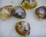 簡単!はまぐりのお吸い物(砂抜き~)作り方1写真
