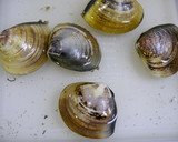簡単！はまぐりのお吸い物(砂抜き～)作り方1写真