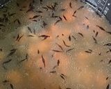 芽ひじきとシーチキンの炊き込みご飯作り方3写真
