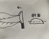 子供もすすむ白菜マキマキ☆作り方2写真