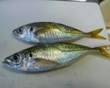 鯵(小型)の簡単下処理作り方1写真