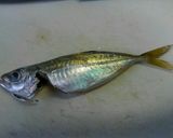 鯵(小型)の簡単下処理作り方6写真