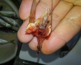 鯵(小型)の簡単下処理作り方7写真