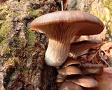 天然開きナメコ、平茸、里芋の味噌煮！！作り方2写真