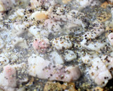 ブロッコリーの黒コショウ炒め作り方11写真
