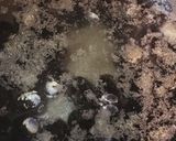 母のコツで旨☆シジミのお味噌汁作り方4写真