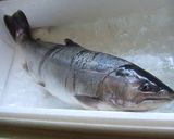サクラ鱒のムニエル作り方1写真
