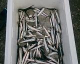 絶品！小いわしの唐揚げ作り方1写真