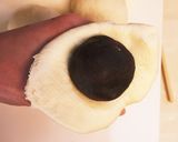 良い香り♡酒粕あんぱん作り方4写真