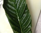 びわの葉で手作りびわ茶!作り方2写真