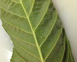 びわの葉で手作りびわ茶!作り方3写真