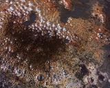 蓮根サンド 鳥挽肉 餠 チーズで甘辛作り方8写真