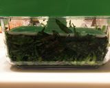 ☆高菜の塩漬け☆作り方2写真