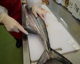 サワラのさばき方作り方5写真