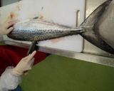 サワラのさばき方作り方9写真