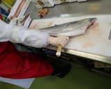 サワラのさばき方作り方11写真