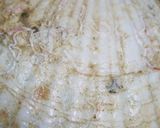 バーベキューに！ホタテ等二枚貝の焼き方！作り方3写真