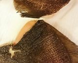 子持ちカレイの煮付け作り方3写真