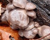 ヒラタケ、人参、里芋の田舎風・味噌煮作り方1写真