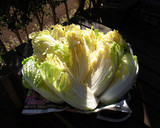 白菜の漬け物作り方6写真