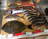 【釣食】メイチダイの刺身作り方1写真