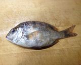【釣食】メイチダイの刺身作り方2写真