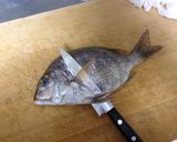 【釣食】メイチダイの刺身作り方3写真