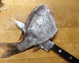 【釣食】メイチダイの刺身作り方7写真