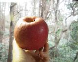 これで失敗！煮ても焼いてもリンゴ！作り方5写真