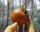 夏みかんとぐずぐず柿で作る美味ジュース作り方4写真