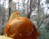 夏みかんとぐずぐず柿で作る美味ジュース作り方5写真