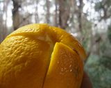 夏みかんとぐずぐず柿で作る美味ジュース作り方1写真
