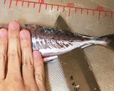 あじの3枚おろし(簡単、初心者でも)作り方14写真