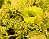 しその実の醤油漬け作り方1写真