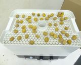 食品乾燥機で干し栗作り方2写真