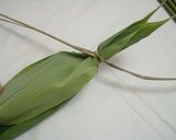 昔から伝わる*ちまき・巻き方いろいろ作り方9写真