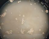 もっと気軽にキヌアご飯!!作り方2写真
