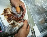 マグロ漁師流簡単タラの捌き方作り方8写真